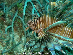 Lion Fish - Taken off the shore of Lauderdale by the Sea ... by Leanne Sullivan 